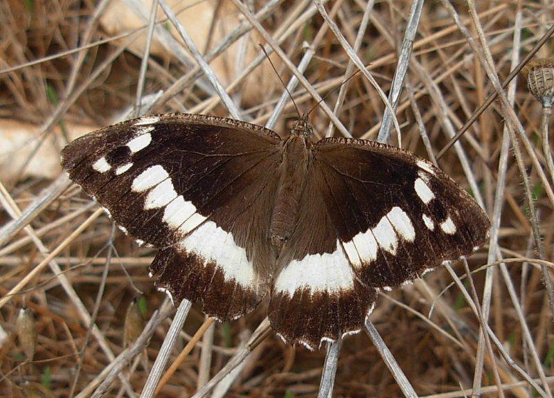 Brintesia circe